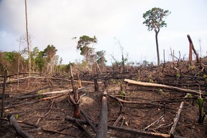 Deforestación y salud