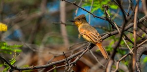 Cuatro aves endémicas le toman el pulso a bosques secos del norte de Perú