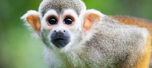 ‘Lluvia de monos’: el espectáculo natural en la Estación Biológica Los Amigos en Madre de Dios