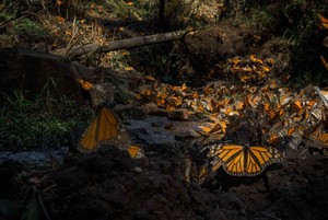 Mariposa monarca en México: pequeños avances son aún insuficientes para asegurar su conservación