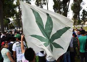 Hablemos sobre el uso medicinal de la marihuana