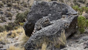 Cuatro países de Latinoamérica se unen para salvar al gato andino