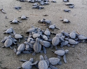 Tortugas carey: hasta 1600 crías son liberadas cada año por cuidadores de huevos en Panamá