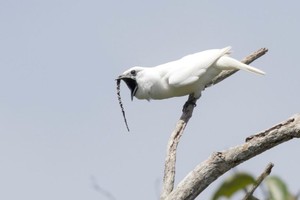 El campanero blanco macho de la Amazonía y su ruidoso llamado | VIDEO