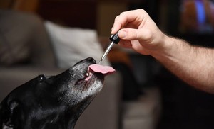 Cannabis como medicina para animales, ¿cómo se viene aplicando?