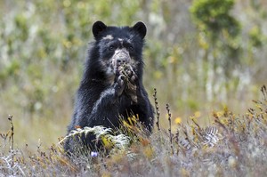 Los once seleccionados de la biodiversidad peruana