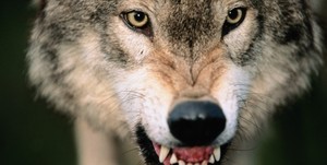 “Lobos solitarios”: La nueva estrategia represivo-criminal