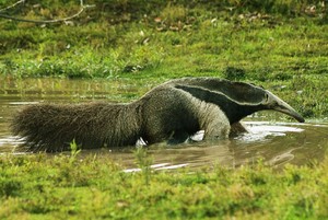 Colombia: ¿Cuáles son las amenazas para la población de osos hormigueros?