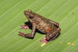 Descubren nueva especie de rana arlequín en bosque nublado de Ayacucho | PERÚ