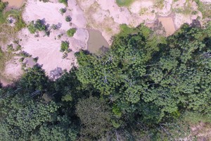 Sembrando bosques donde hubo minería en Madre de Dios