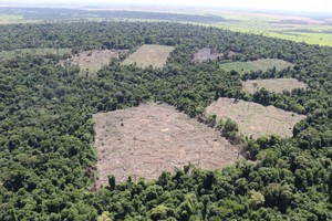 Así se está deforestando el Bosque Atlántico de Paraguay