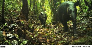 La importancia de las cámaras trampa en la conservación de especies amenazadas del Perú