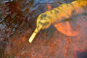 Las lecciones de los delfines de río sobre la destrucción del bosque amazónico