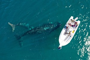 Atrevida: la ballena que sorprende a la ciencia con un viaje inesperado por las aguas argentinas