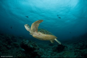 La frágil y preocupante situación de las tortugas marinas en Perú