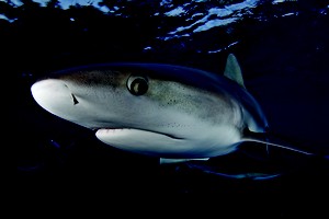 CITES regulará comercialización del tiburón mako para proteger a la especie