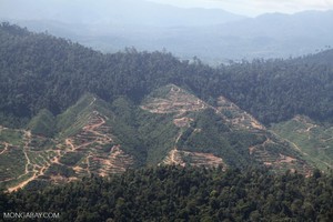 ¿Cuánto bosque habría que destruir para alimentar nuestra adicción a la comida chatarra?