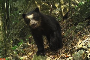 Cámaras trampa: osos de anteojos y yaguarundis entre la increíble fauna de los bosques nublados de Cajamarca