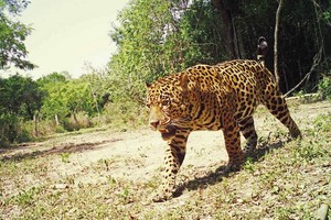 Las millonarias cifras del tráfico de jaguares en Asia