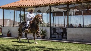 Se declara Patrimonio Cultural de la Nación a los conocimientos del Chalán para crianza del Caballo Peruano de Paso