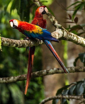 El Tambopata Research Center y el Proyecto Guacamayo