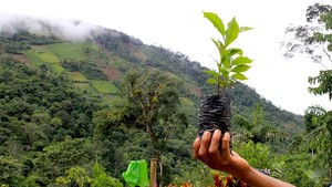 Cultivos de coca devoran uno de los mejores cafés del mundo y entran al Bahuaja Sonene