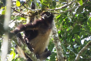 El mono ‘maquisapa’ que está desapareciendo en los bosques de Perú