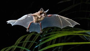 Identificación de los murciélagos amazónicos toma vuelo con una nueva guía interactiva