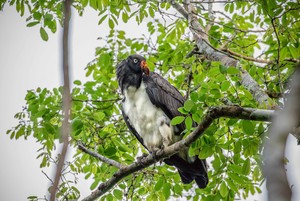 Zopilote rey, el ave divina que mejoró prácticas de manejo forestal en una comunidad de la selva maya