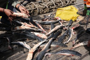 Galápagos: “Los vientres de tiburones hembra preñadas fueron cortados y los bebés puestos en sacos aparte”