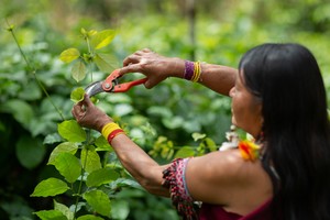 CAMINO HACIA UNA REGIÓN SOSTENIBLE: Aprueban primera directiva que apuesta por los productos forestales no maderables en la región San Martín