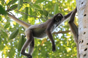 Colombia: “Más de la mitad de especies de primates tienen algún grado de amenaza”