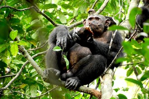 Los chimpancés aprenden a romper el caparazón de tortugas para comer la carne | VIDEO