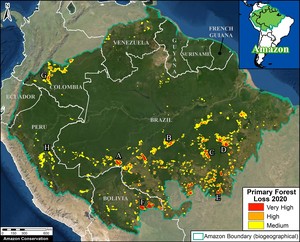 Ojos que no ven, bosque que sí siente, y peor en pandemia