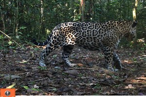 La frontera del jaguar: confirman presencia del felino en áreas protegidas de Perú, Ecuador y Colombia