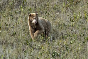 Cámara trampa capta por primera vez un oso dorado en Perú