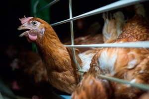 Acerca del Proyecto de Ley para liberar a las gallinas de las jaulas