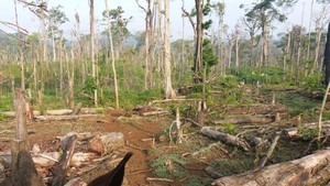 Cinco casos que demuestran como en el 2017 se siguieron destruyendo los bosques en Latinoamérica