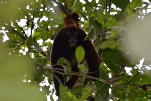 VÍDEOS: conozca la increíble fauna silvestre del bosque nublado de Pampa Hermosa