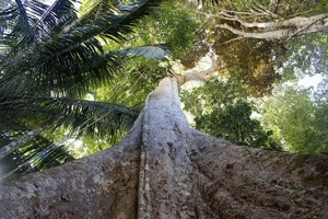 La lenta desaparición del milenario shihuahuaco en la selva de Perú