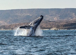 Científicos observan 13 especies de cetáceos en la costa norte de Perú