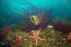 Los guardamares peruanos claman por la reserva Mar Tropical de Grau