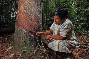 Reservas comunales: cuando los bosques están en manos de los pueblos indígenas