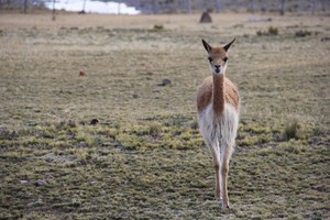 La reserva nacional que evitó la extinción de la vicuña peruana