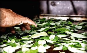 Plantas medicinales en el Código Penal