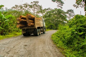 Ecuador: Cuando las rutas de proyectos extractivos abren camino a la deforestación