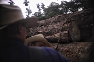 Consejo Shipibo-Konibo - Koshikox interpone demanda para garantizar el cumplimiento de la Ley Forestal en Ucayali