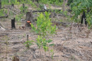 Puerto Nuevo: invasiones y narcotráfico en la comunidad más deforestada de Ucayali