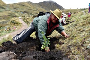 La restauración de los bosques andinos: evolución y retos en Perú y América del Sur