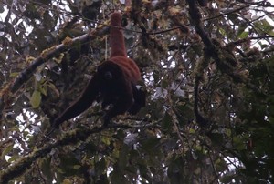 Perú: el mono choro de cola amarilla se aferra a la vida en los bosques nublados